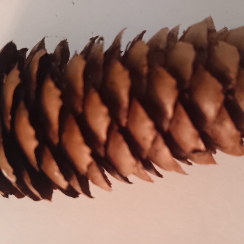 65 Natural Brown Pinecones for Crafts or Decor - Picture 3 of 4